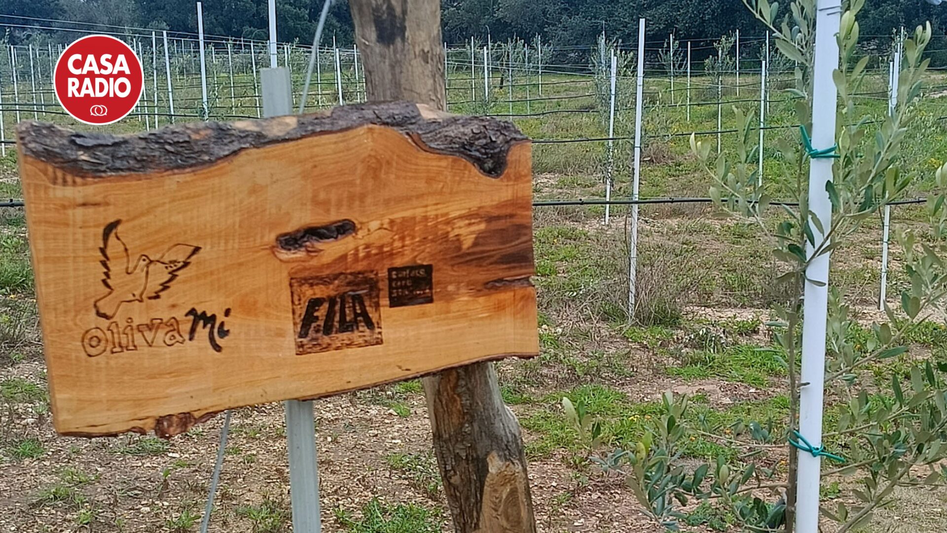 FILA Solutions, in occasione della 55° Giornata mondiale della terra, annuncia il sostegno ad OLIVAMI
